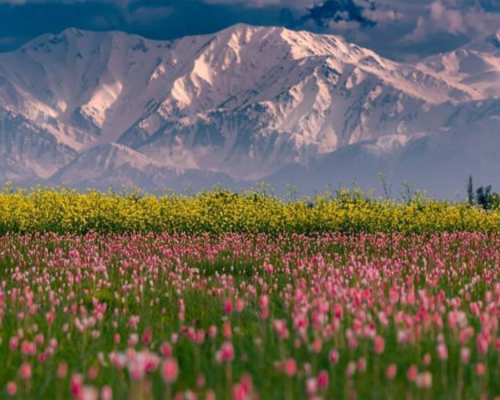 Kashmir shogran package
